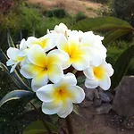 度假居 Surriano *